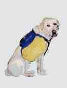 anecah-chien-1